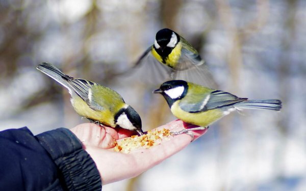 Снегирь птички зимующие