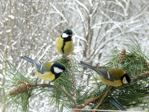 Синичка на рябине