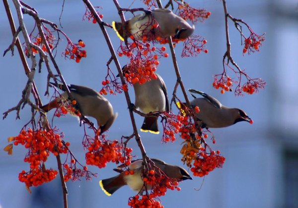 Свиристель зимующая птица