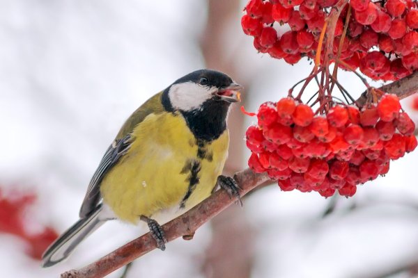Стайные зимующие птицы