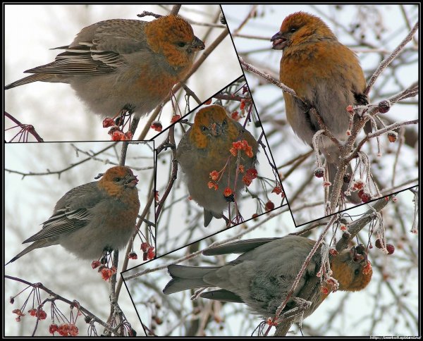 Две синички на ветке