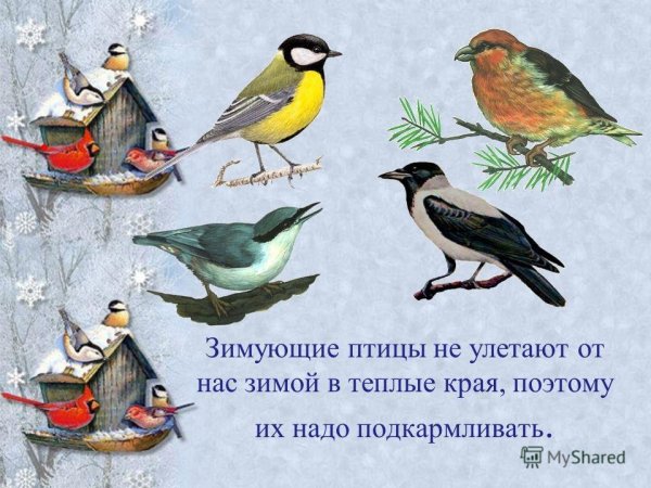 Свиристель прилетели