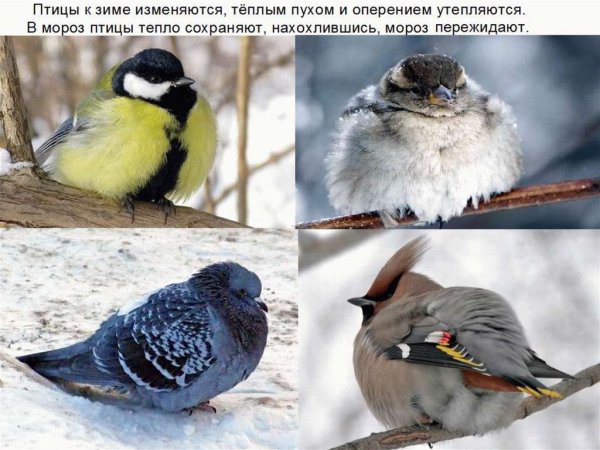 Синица информация для детей