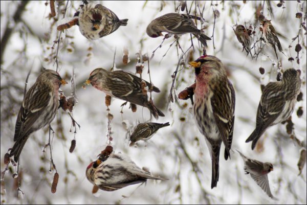 Перелетные и зимующие птицы России