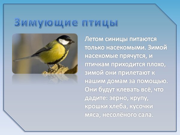 Свиристель зимующие птицы Урала