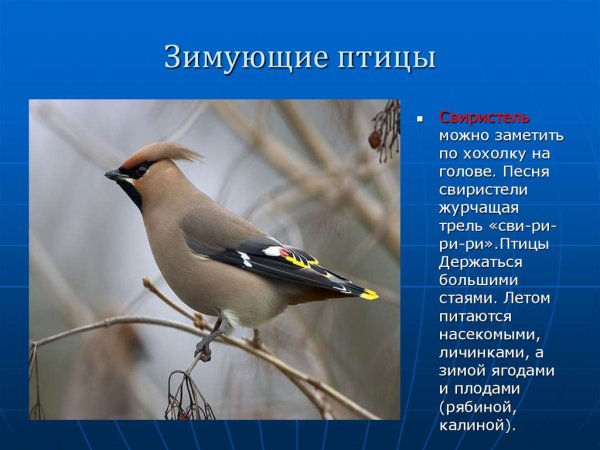 Стайка птиц зимой