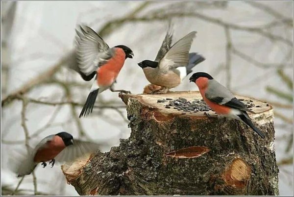 Алмазная мозаика Снегири на рябине