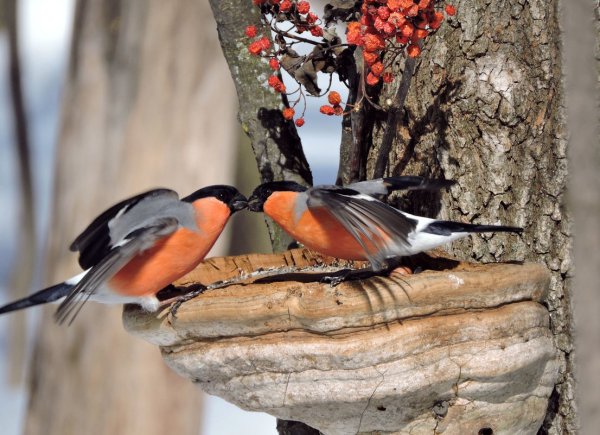 Зимующие птицы