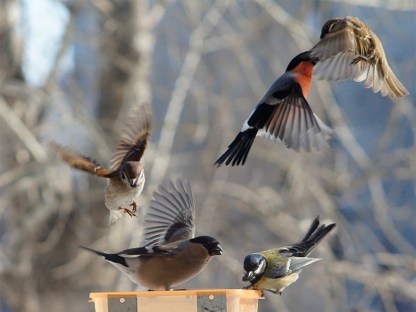Весенние птицы зима