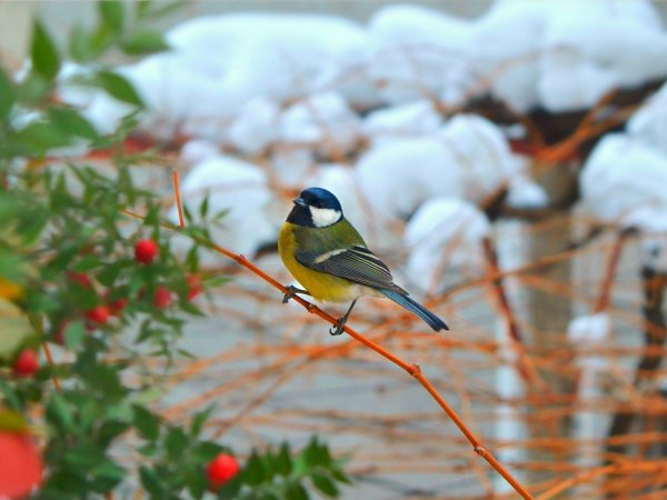 Серый Снегирь самец