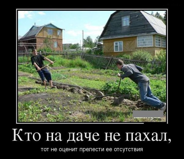 Кот на даче летом