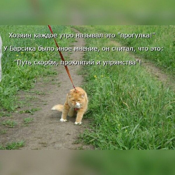 Карикатура дача