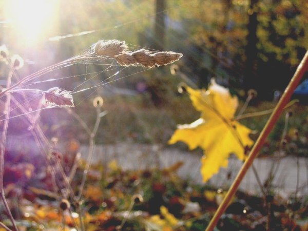 Осенняя паутина в воздухе