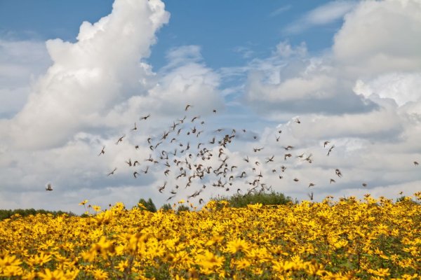 Картинка улетает лето