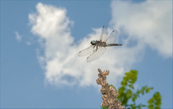 Полет Стрекозы