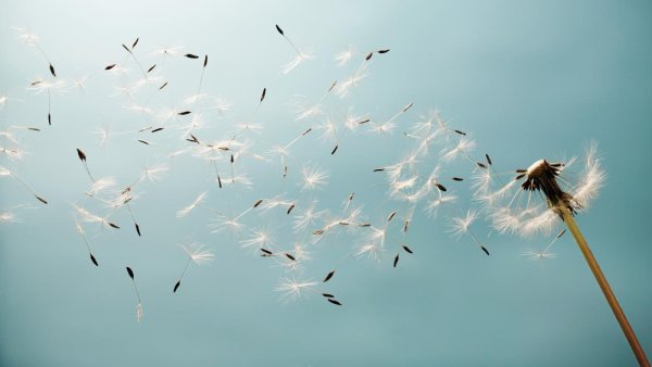 Одуванчик улетает