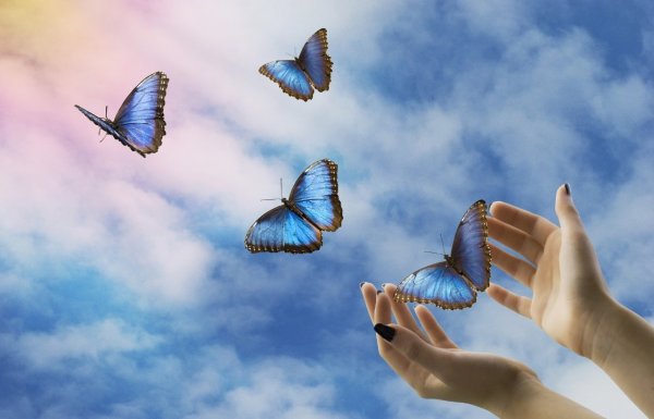 Бабочки летают