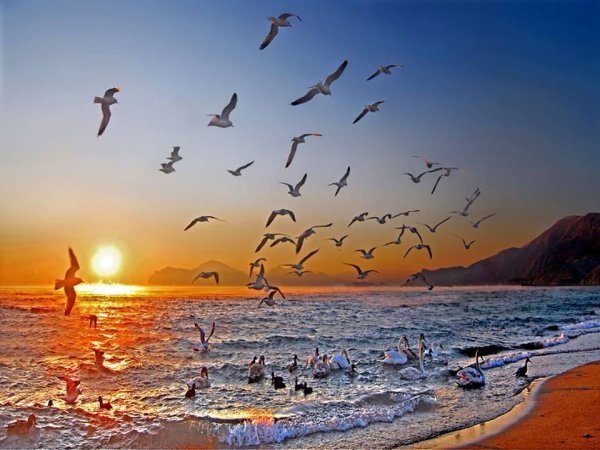 Птицы на рассвете