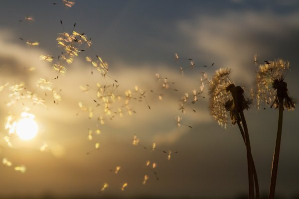 Одуванчик на ветру