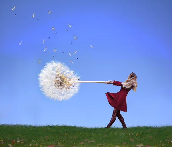 Сдувает одуванчик