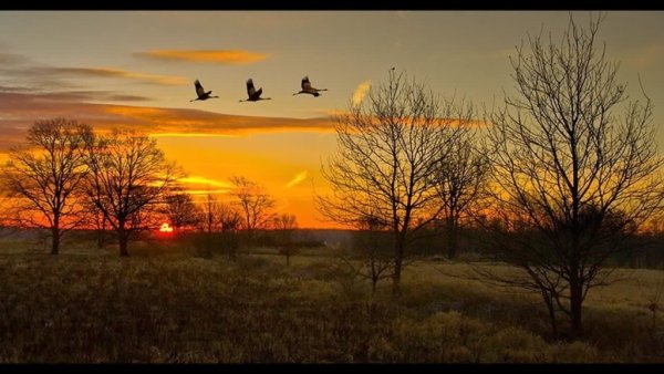 Храм природа Клин журавлей