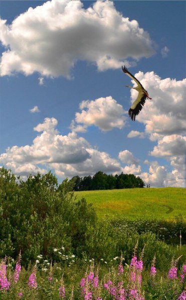 Птицы над полем