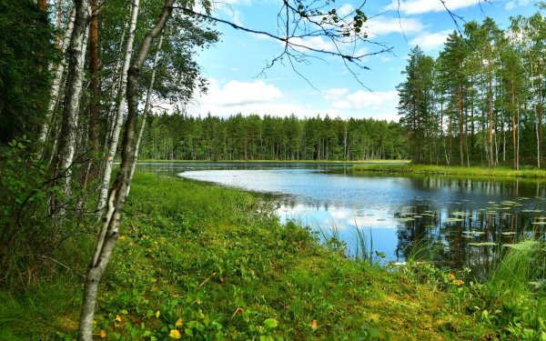 Лес поле река