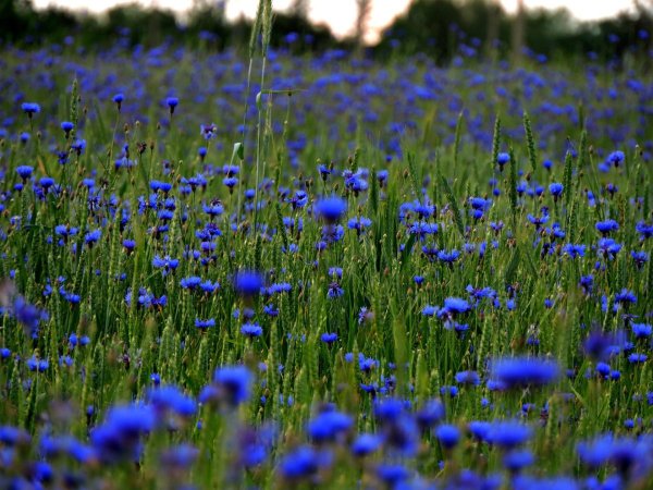Васильково поле