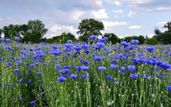 Полевые цветы и небо