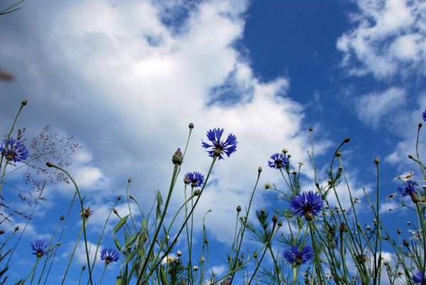 Растения Луга Василек синий полевой