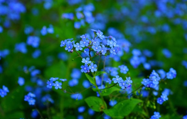 Паучий Василек цветок