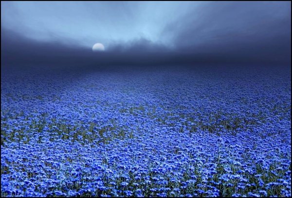 Голубые цветы