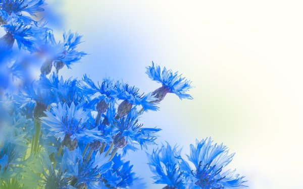 Гортензия Окская Весна