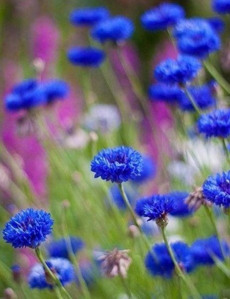 Голубое поле