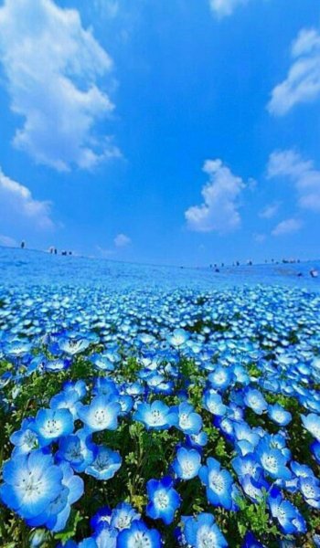 Поле с синими цветами