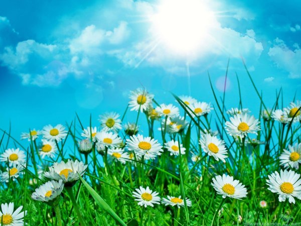 Поле ромашек