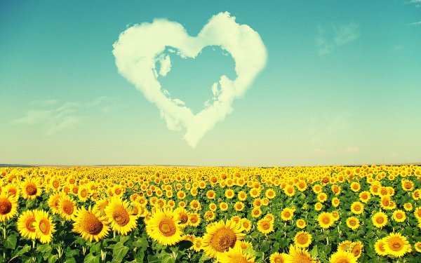 Лето солнце