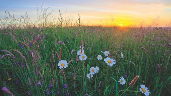 Солнечный день и ромашки