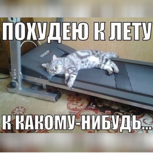 Веселые котики и похудение