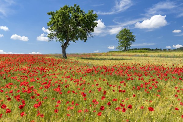 Маковые поля Швейцария