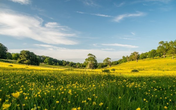 Природа лето поле