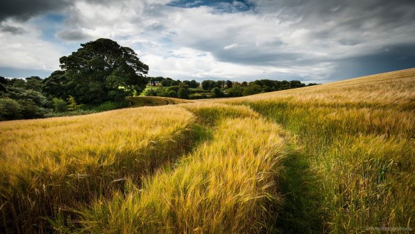 Природа летом