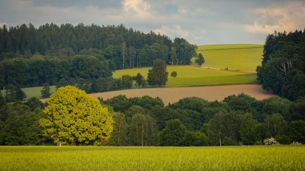 Пшеничное поле