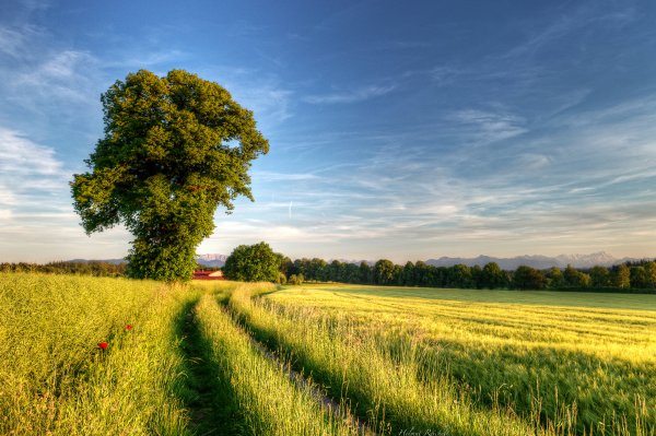 Пшеничные поля хутора Индычий