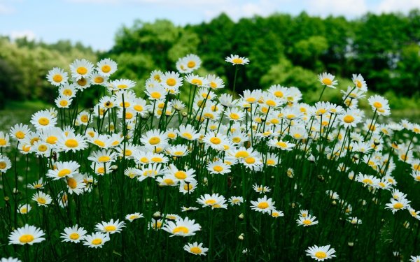 Поля и Дубравы