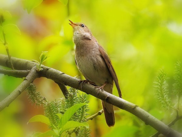 Соловей птичка певчая