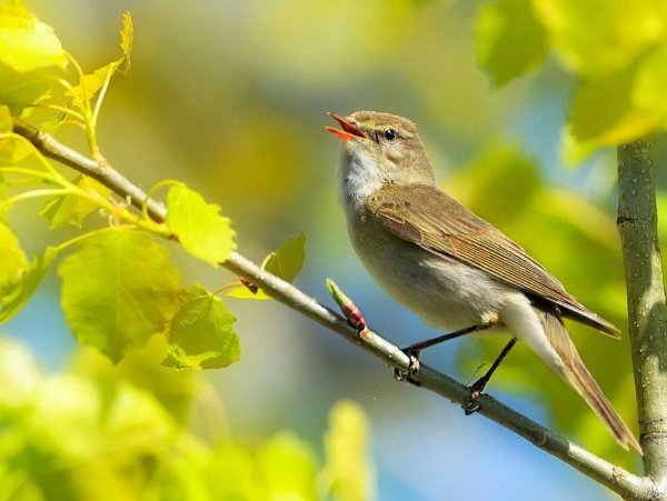 Соловей Соловушка