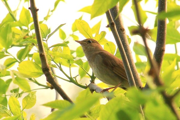 Соловьиная Весна