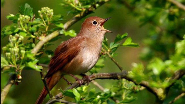 Злой Соловей