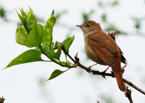 Соловей летом